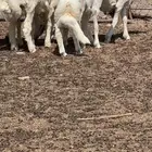مشاريع فحول فاخره