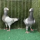للبيع جوز هومر