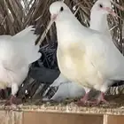 للبيع فراخه فرنسي وزاجل