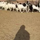 تم البيع. جفرات ربد