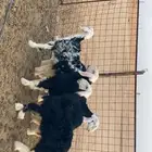 رخال نجد تم البيع