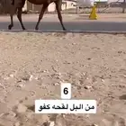 للبيع القحه كفو