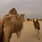 خلفه منيحه
