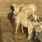 غنم خلفات حريات