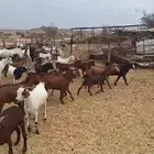 تيوس بلدي فل شحم ولحم
