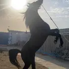 رحلات وإيجار خيول على البحر