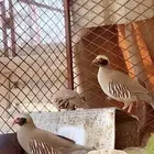 سفع ابوخد اسود زوج الصحه ممتازه جدا 1 ذكر ( درج اوحجل