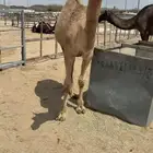 للبيع بكره حقه طيبه
