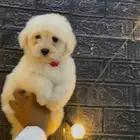 كلاب مالتيبو