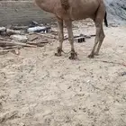 بعير فحل الاحمر