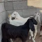 للبيع تيسين وجفرتين