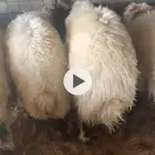 طليان نعيم