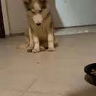 كلب هاسكي للبيع عيون زرقاء ولعوب