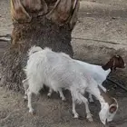 عنز للبيع عليه عناق