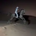 حصان شعبي للبيع
