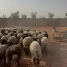 نعيم اردني مربرط