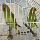 بغبغاء دره