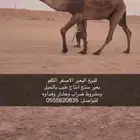 للبيع البعير الكفو