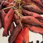 اسماك اليوم