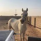 ل البيع حصان واهو او البدل المناسب