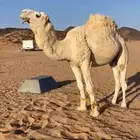 قعود للبيع سنه رباع ولم يضرب ابد ا