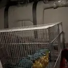 مندوب توصيل حيوانات أليفة طيور من جازان إلى جدة