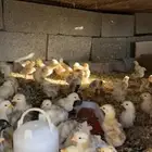 فروخ دجاج اعمار شهر ونص