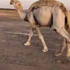 جمل للبيع