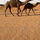 خلفه كفوو