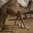 قعود تحت امه للبيع كفو فل مغلق كايف للبيع