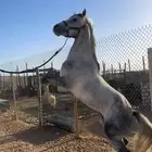 حصان جزيري