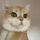 انثى سكوتش ستريت قولد ny12 منتجه