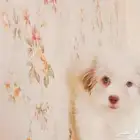 أنثى بيشون شعر طويل و عيون زرقاء