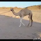 بكره مريحه من الركض