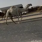 فحل