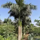 نخل ملوكي فاخر من افضل انواع النخل جده