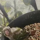 فرخ كنيور ( تم البيع )