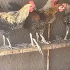 ديكه للبيع العدد 15