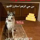 كلب ضائع هاسكي اسمها ميا