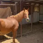 للبيع فرس شقرا شيخه