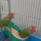 روز ذكور العمر سنه