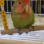 روز اليف ماشاءالله