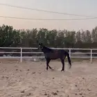 فرس انجليزية و مهر بأوراق مهجورة