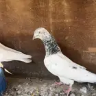 حمام باكستاني