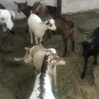 تيوس بلدية نضيفة شرط