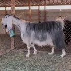 عنز عارضيه