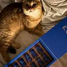 قط سكوتش فولد للبيع