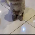 قط مفقود حي الفيحاء