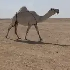 للبيع ناقه كفو