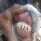 خروف حري جبار وعظم شرط القريع على السوم